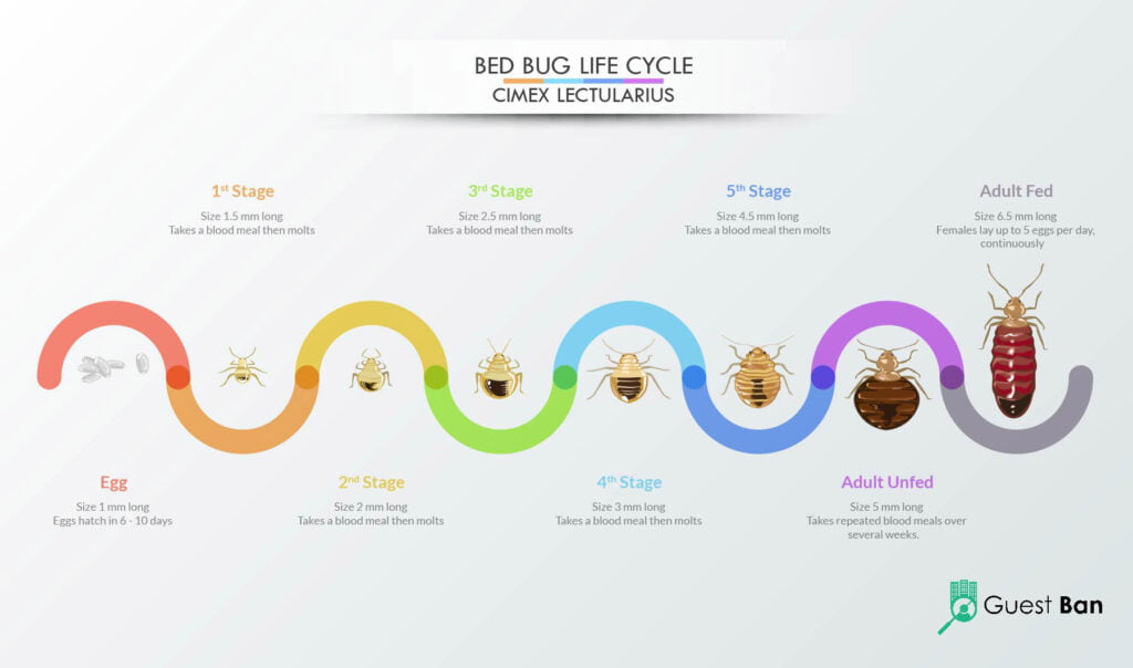 Bed Bug Life Cycle Hotels