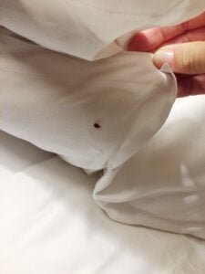 Bed bug under the blanket