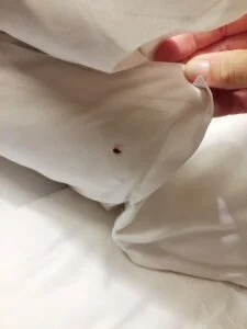 Bed bug under the blanket